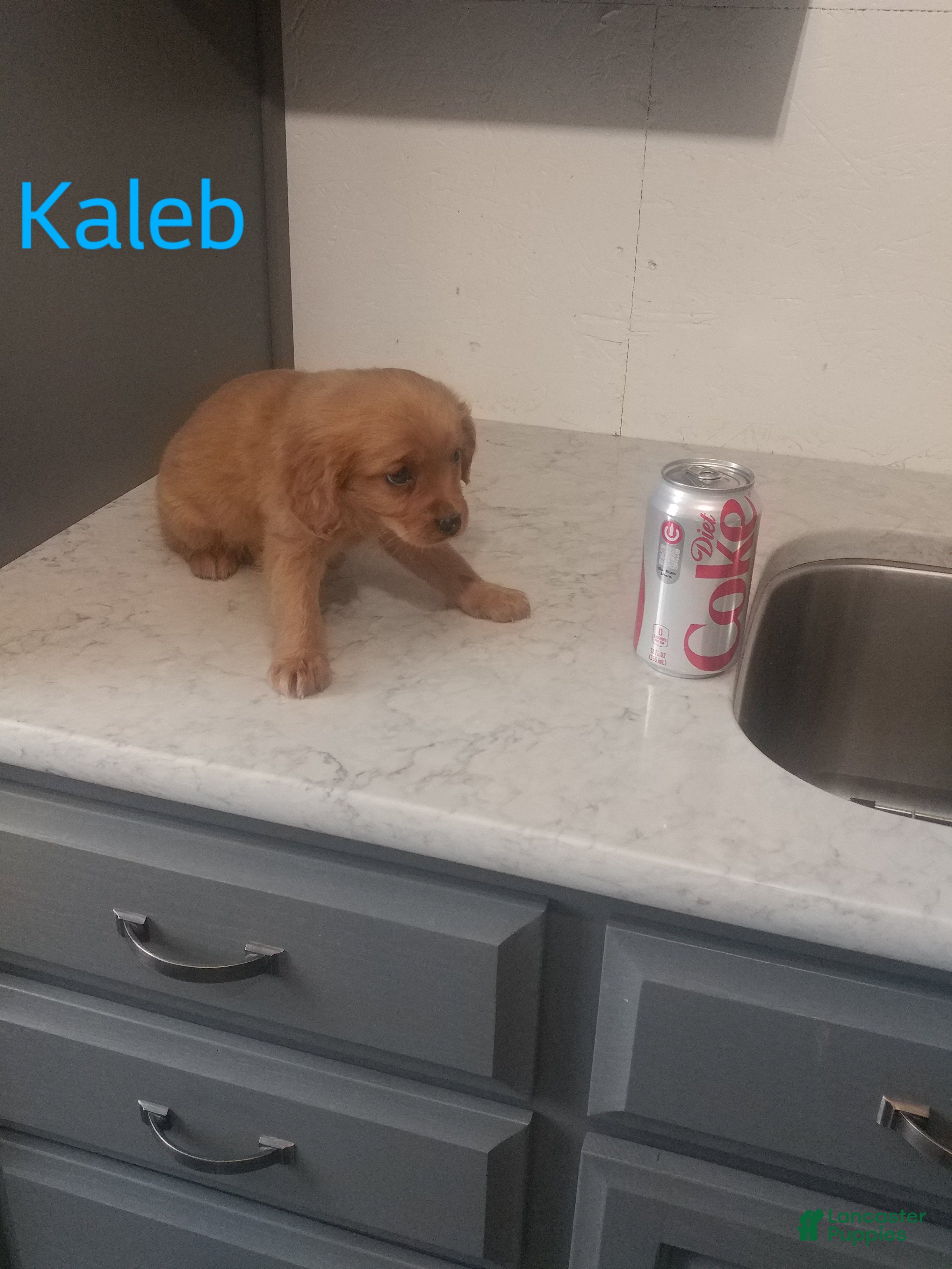 Mixed Breed dogs Kaleb - Ad 42