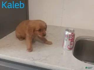 Mixed Breed dogs Kaleb - Ad 29