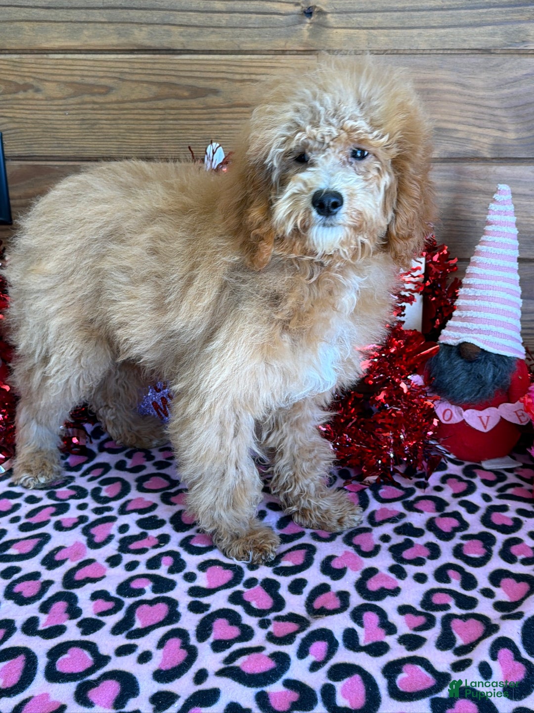 Mini Goldendoodle dogs for sale: Tator - Ad 2