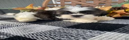 Shih Tzu dogs for sale: Ruby - Ad 10