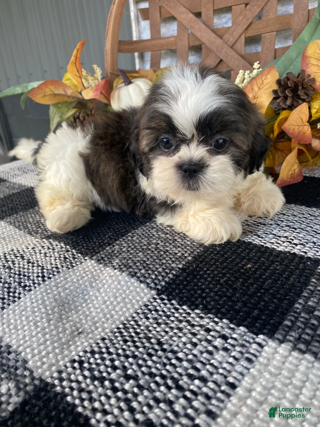 Shih Tzu dogs for sale: Ruby - Ad 10