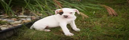 Boxer dogs for sale: Spot - Ad 7