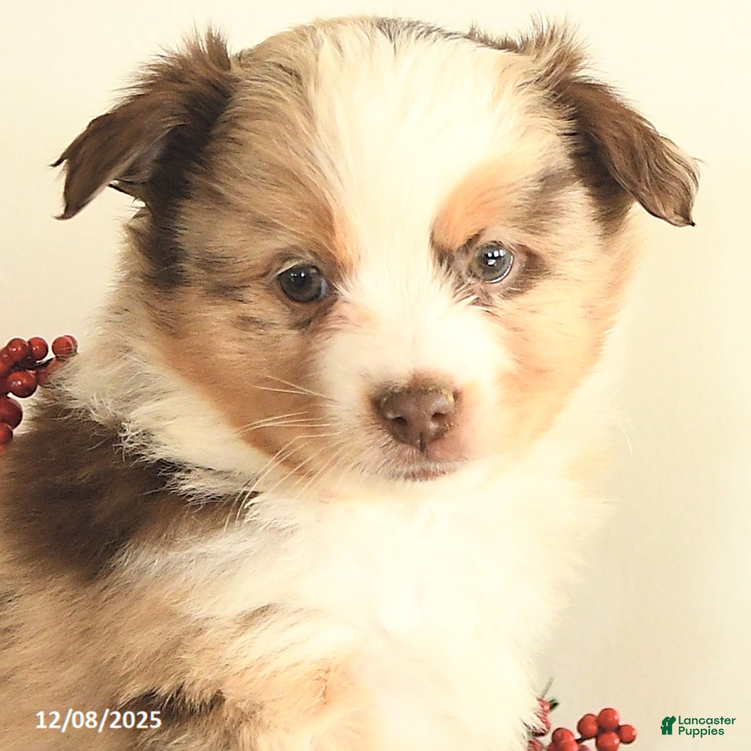 Miniature Australian Shepherd dogs for sale: Twinkle - Ad 3