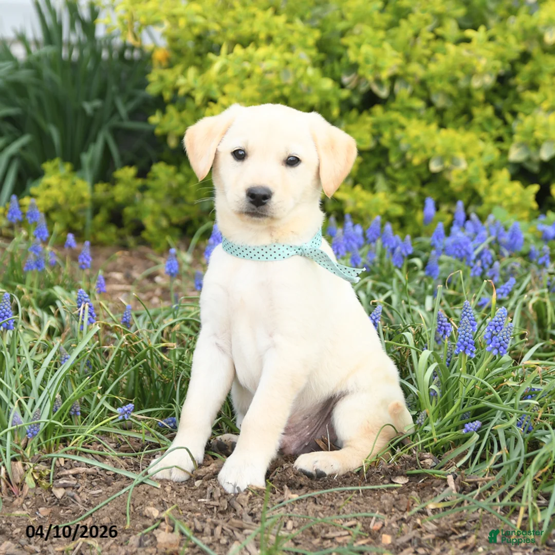 Mixed Breed dogs for sale: Canyon - Ad 2