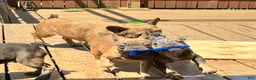 French Bulldog dogs for sale: French Bulldog Puppy 7 - Ad 6