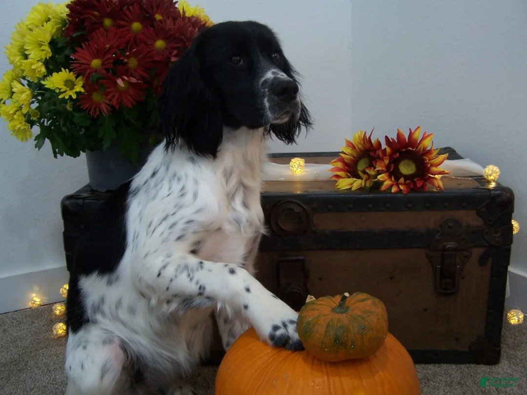 English Springer Spaniel dogs for sale: Blossom - Ad 1
