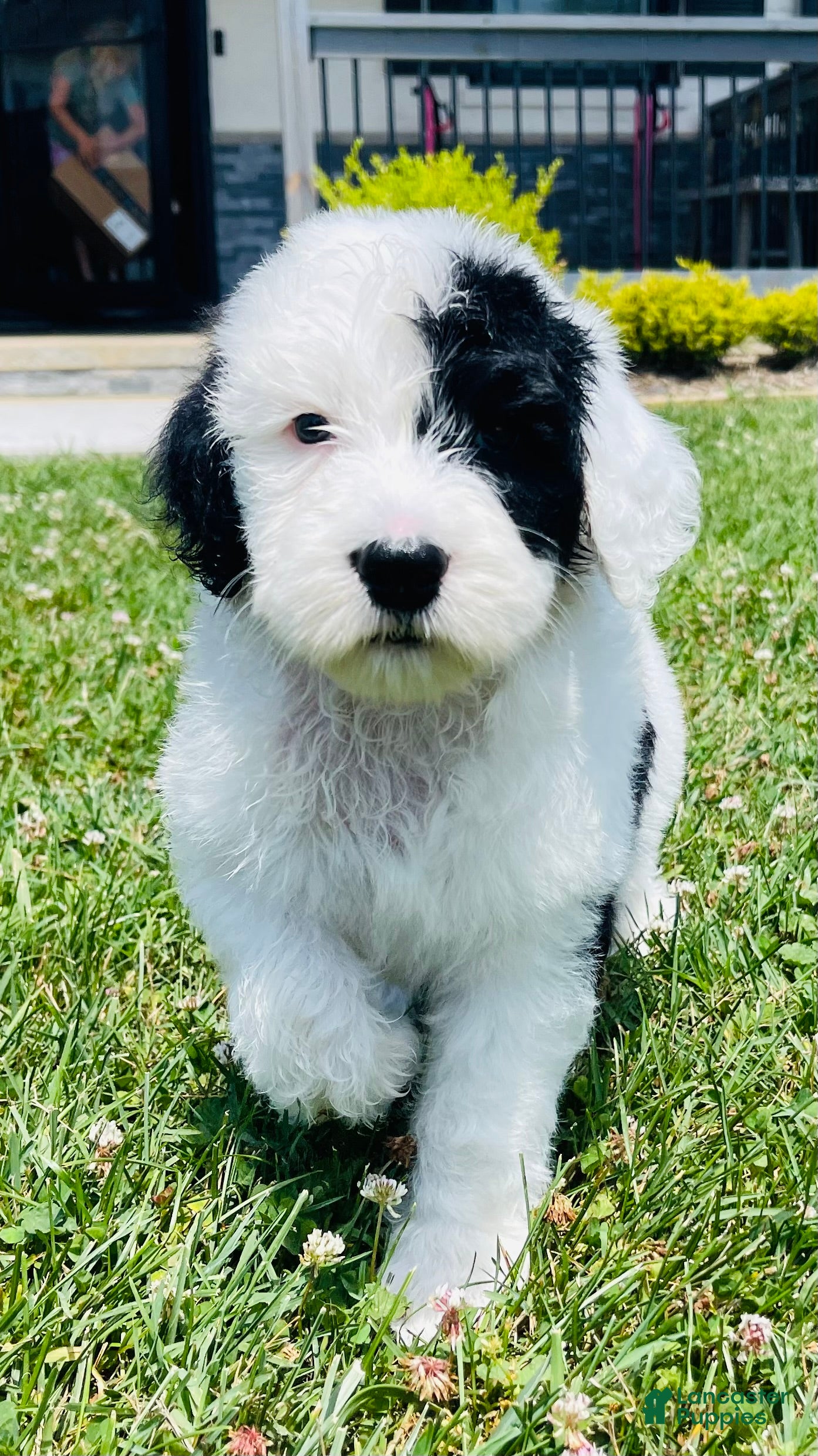 Sheepadoodle dogs Bandit  - Ad 20