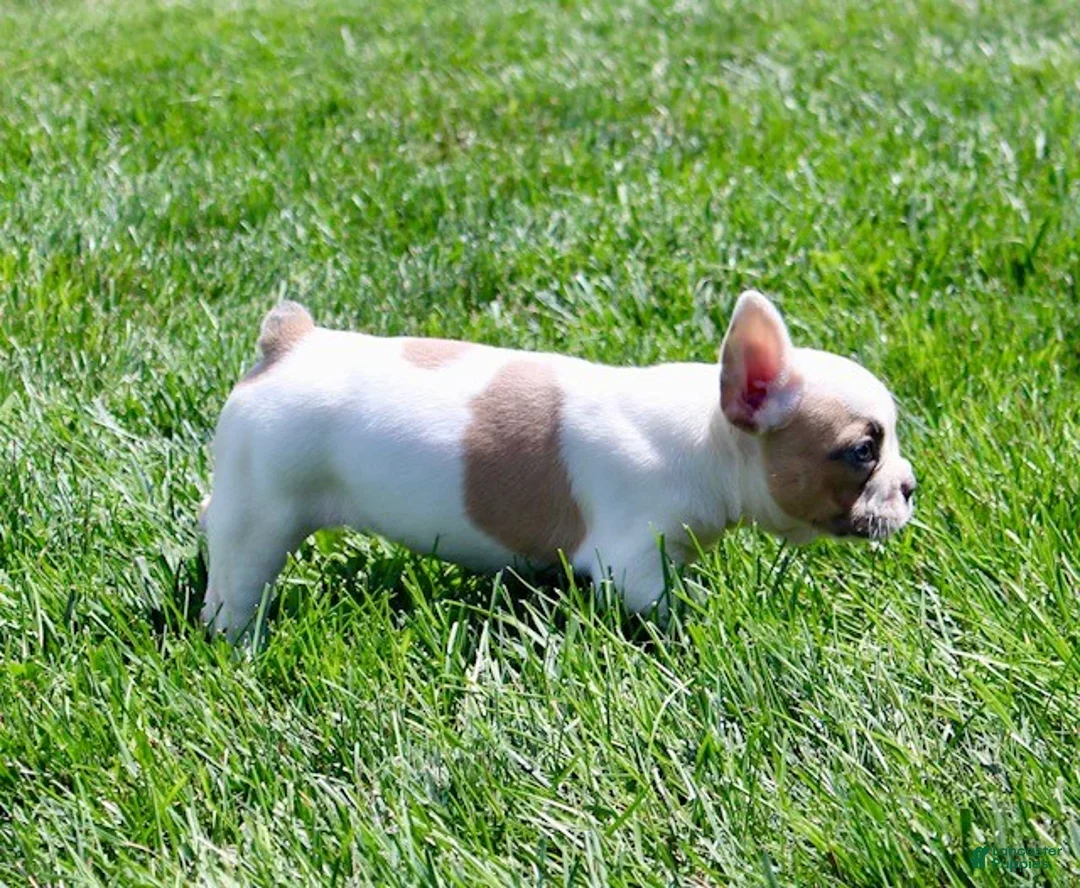 French Bulldog dogs for sale: Wendy - Ad 7