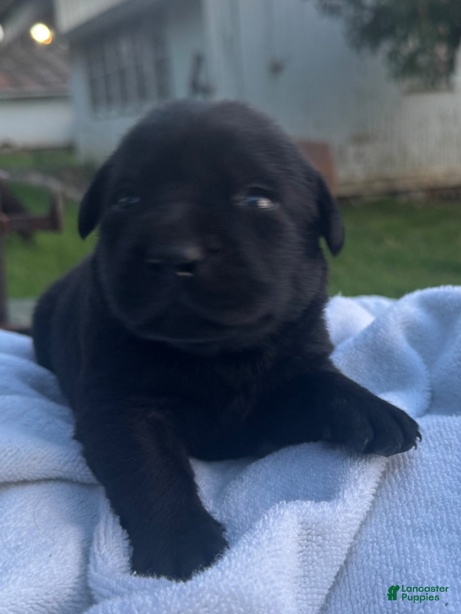 Labrador Retriever dogs Labrador Retriever Puppy SOLD  Bailey  - Ad 2