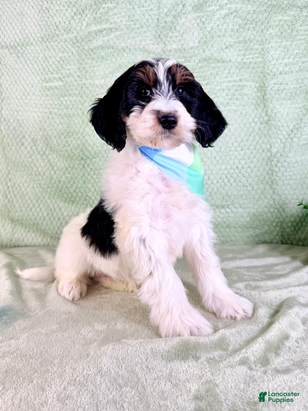 Bernedoodle dogs for sale: Charlie - Ad 1