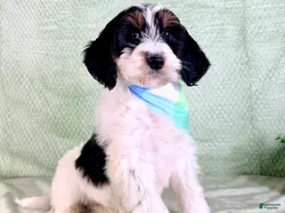 Bernedoodle dogs Charlie - Ad 28