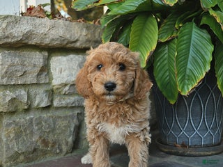 Mini Goldendoodle dogs - Ad 35