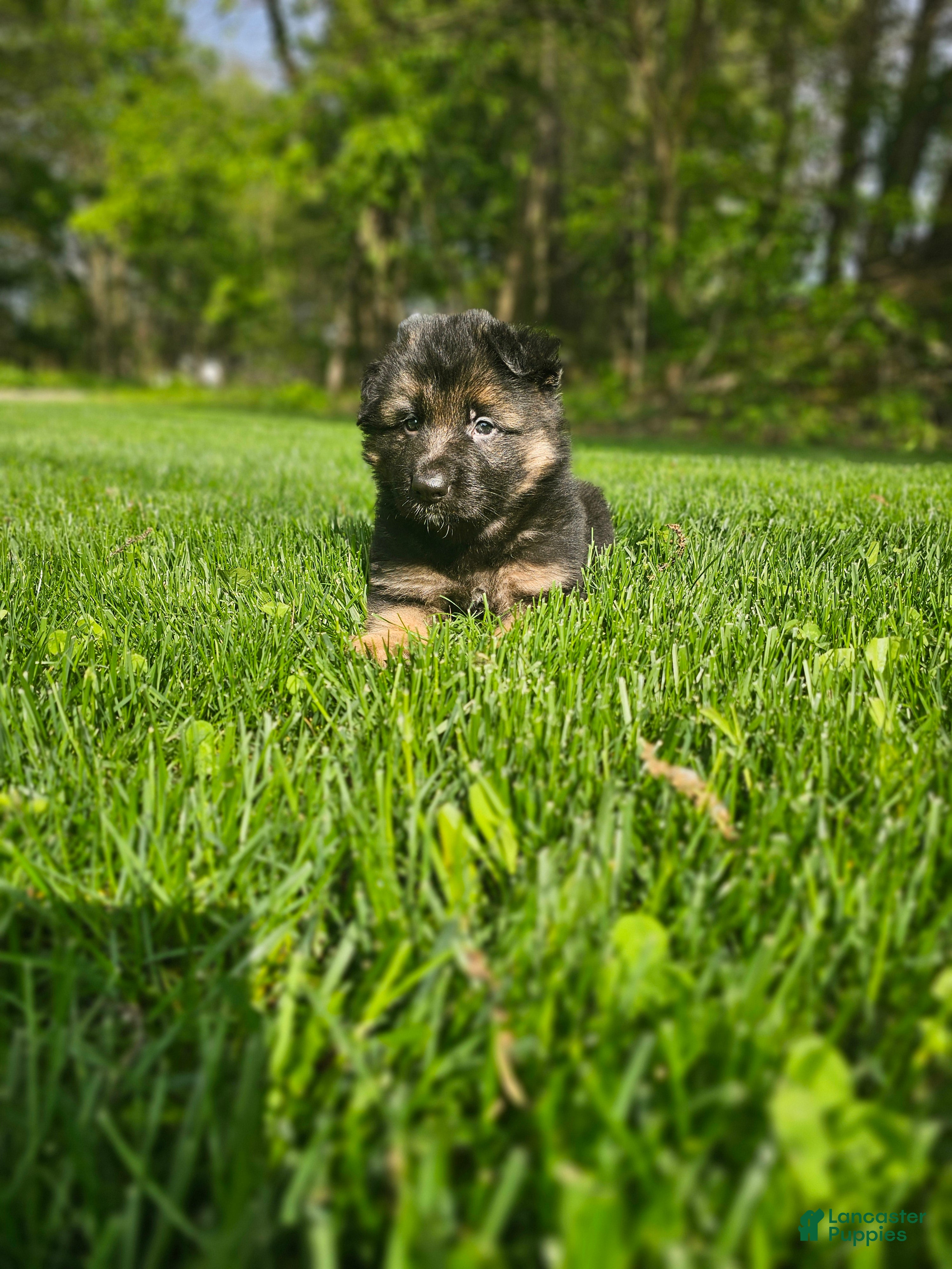 German Shepherd dogs for sale: Max - Ad 1