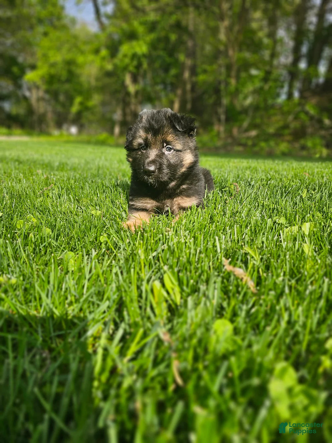 German Shepherd dogs for sale: Max - Ad 1