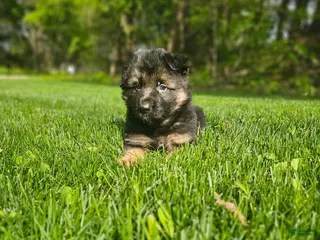 German Shepherd dogs for sale: Max - Ad 1