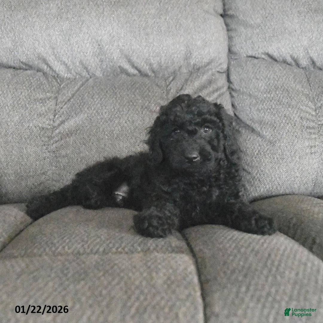 Cockapoo dogs for sale: Monty  - Ad 4