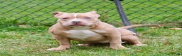 American Bully dogs for sale: Juno - Ad 5