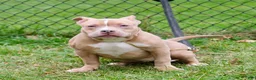 American Bully dogs for sale: Juno - Ad 5