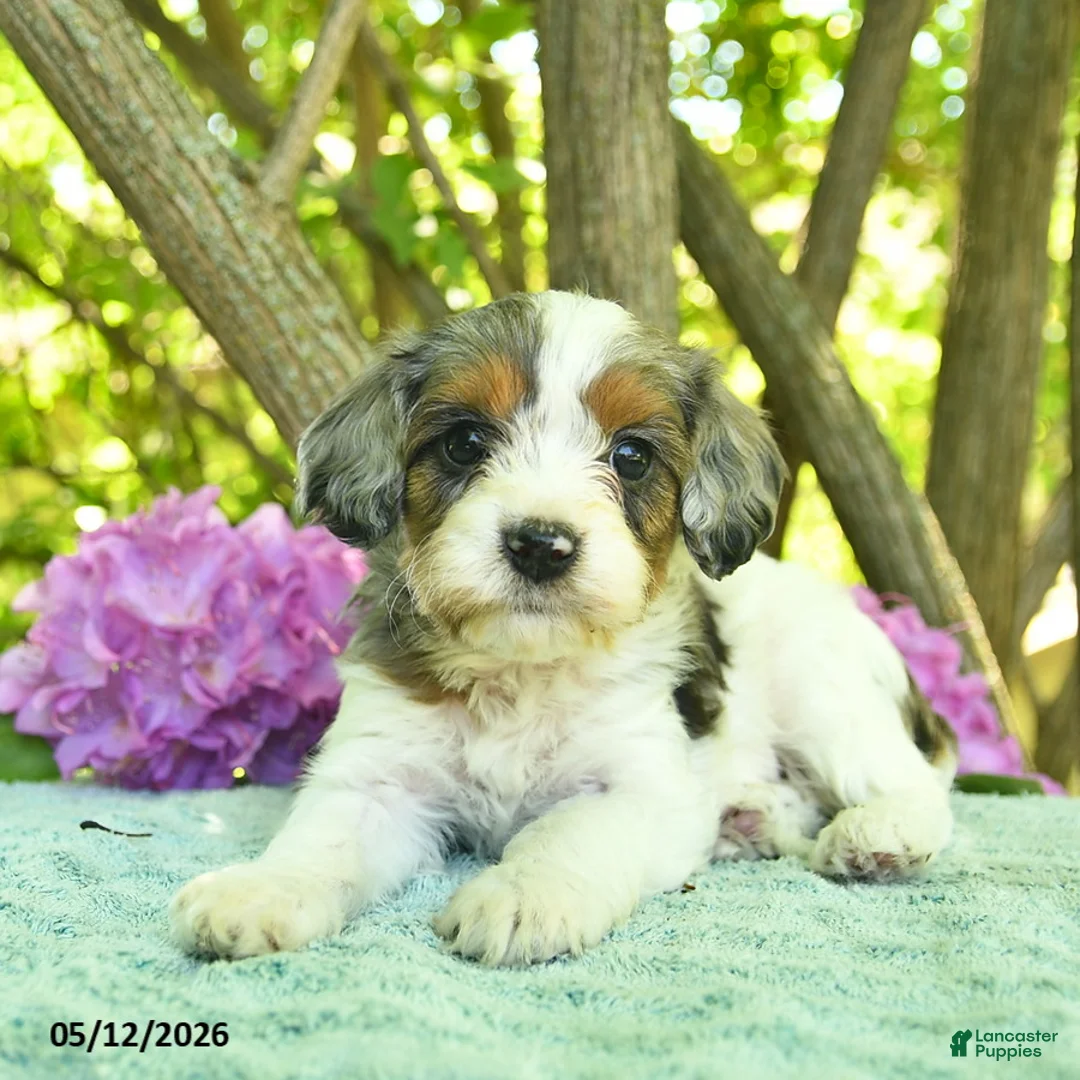 Cavapoo dogs for sale: Melon  - Ad 2