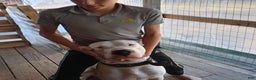 Dogo Argentino dogs for sale: Venum - Ad 10