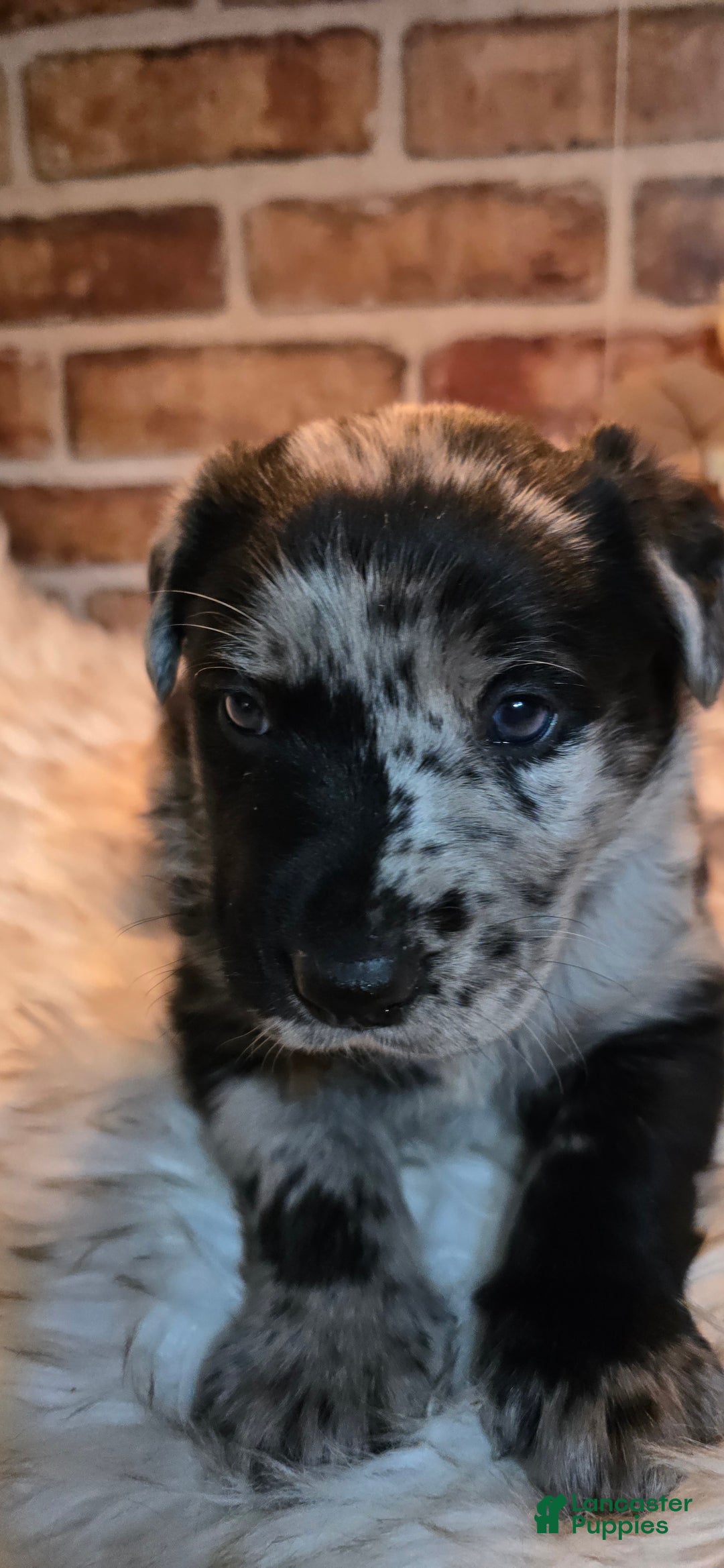 Mixed Breed dogs for sale: Willow - Ad 8