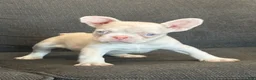 French Bulldog dogs for sale: Cheeto - Ad 6