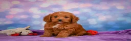 Mini Goldendoodle dogs for sale: ROXANNE - Ad 4