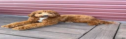 Mini Goldendoodle dogs for stud: Ford for Stud Service - Ad 4