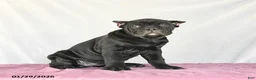 Cane Corso dogs for sale: Muffin - Ad 3
