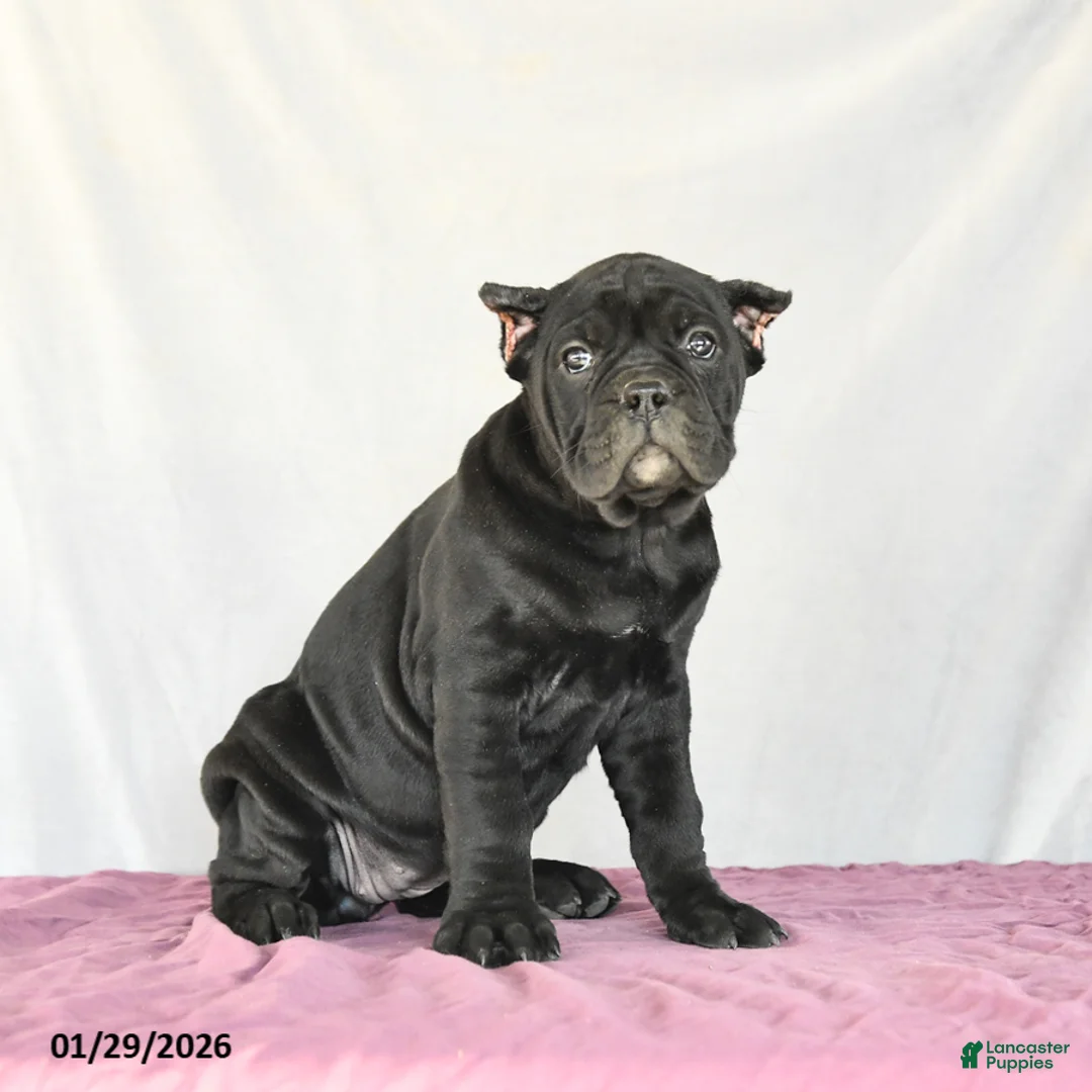 Cane Corso dogs for sale: Muffin - Ad 3