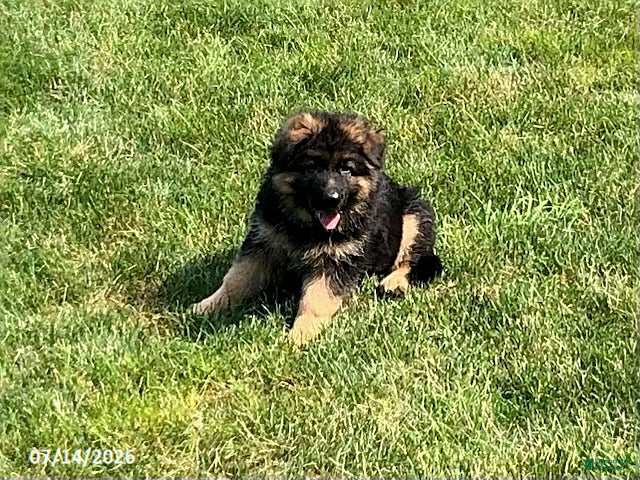 German Shepherd dogs Gage - Ad 2