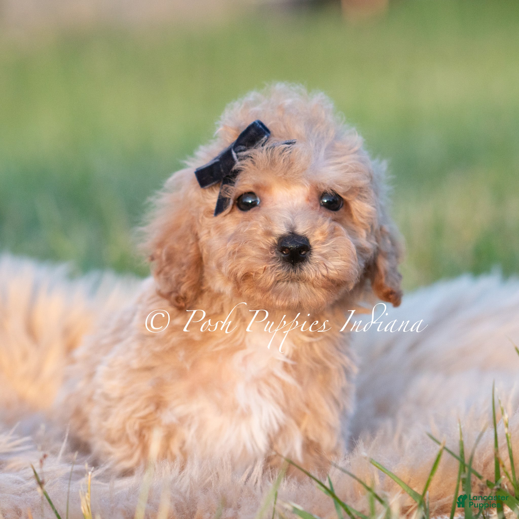 Maltipoo dogs Basil F1B - Ad 41