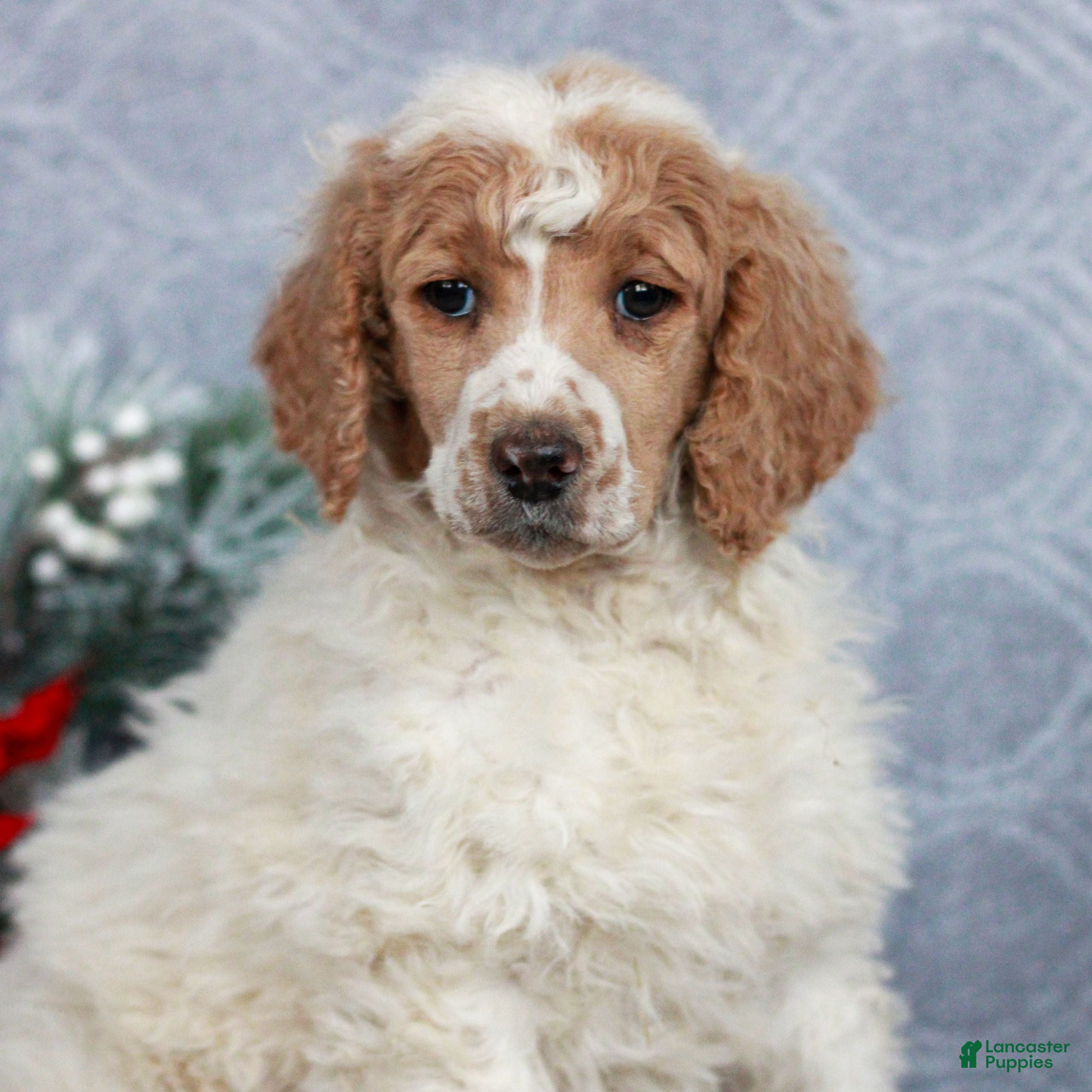 Standard Poodle dogs Petunia  - Ad 18