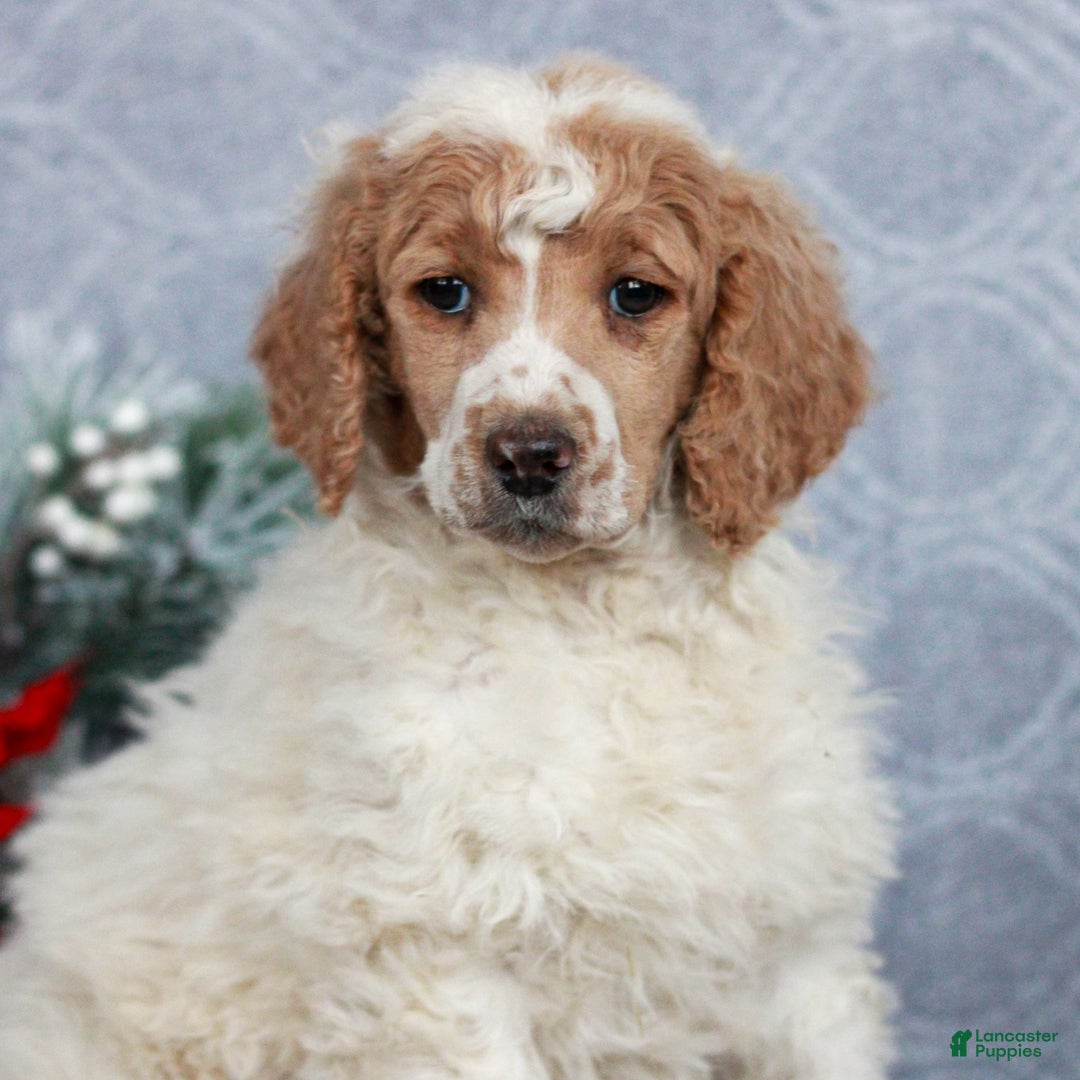 Standard Poodle dogs for sale: Petunia  - Ad 1