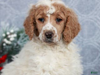 Standard Poodle dogs Petunia - Ad 1