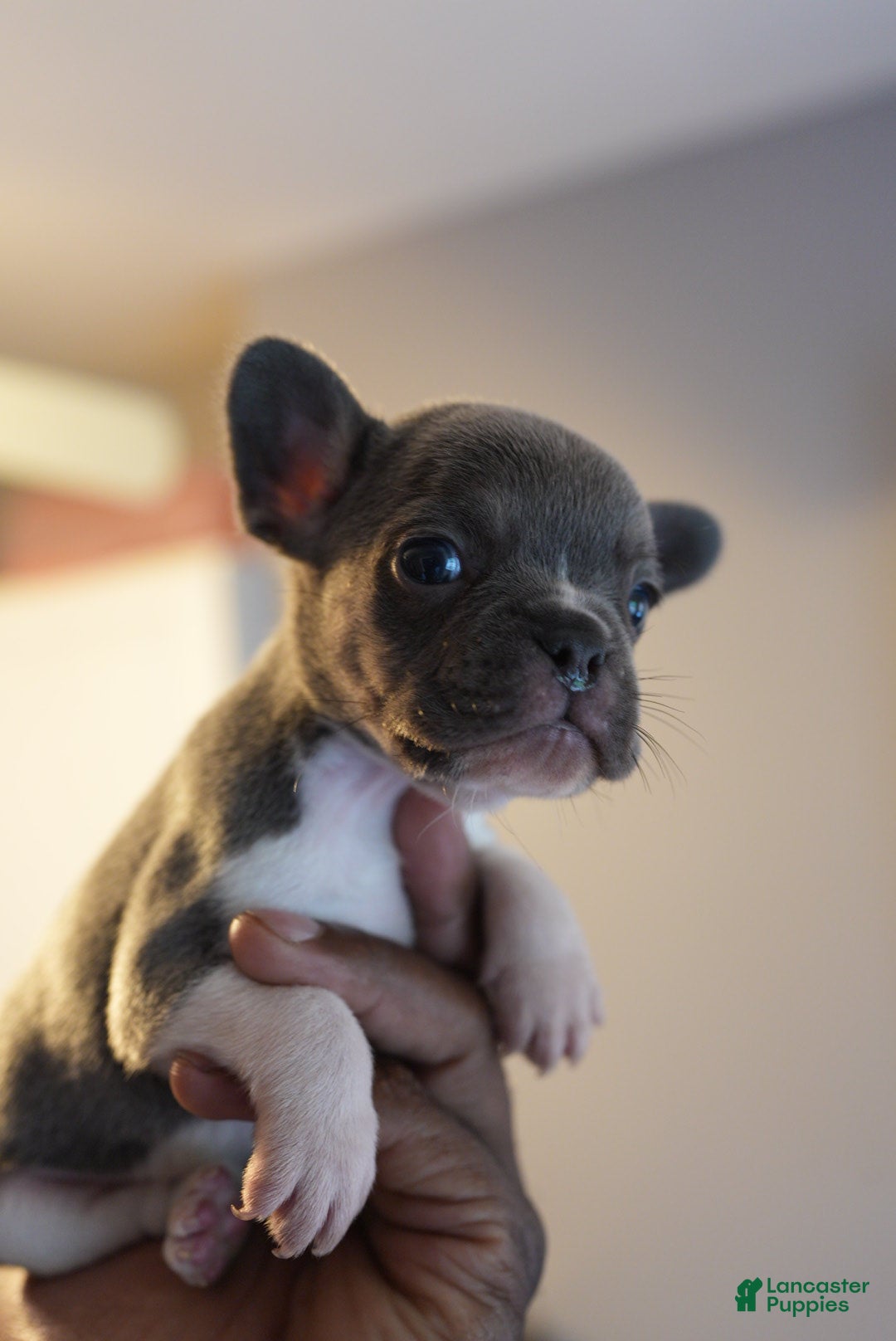 French Bulldog dogs for sale: French Bulldog Puppy  - Ad 15