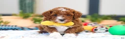 Cavapoo dogs for sale: Austin - Ad 8