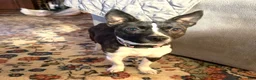 Mixed Breed dogs for sale: Mixed Breed 2 - Ad 12