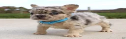 French Bulldog dogs for sale: Bruno - Ad 3