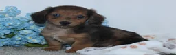 Miniature Dachshund dogs for sale: Irvin - Ad 2