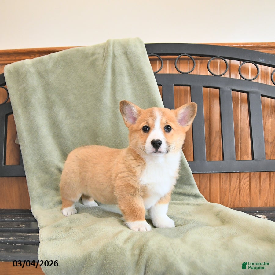 Welsh Corgi Pembroke dogs Tammie - Ad 2