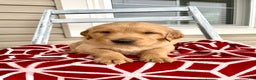 Golden Retriever dogs for sale: Copper - Ad 3