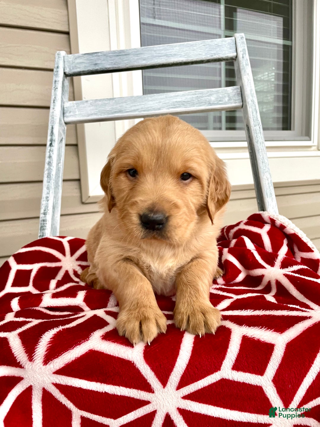 Golden Retriever dogs for sale: Copper - Ad 3
