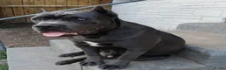 Cane Corso dogs for sale: Cane Corso 6 - Ad 15