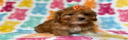Yorkiepoo dogs for sale: Bree - Ad 8