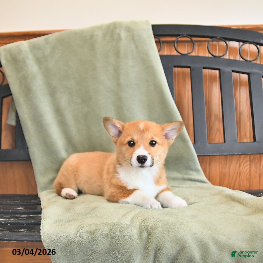 Welsh Corgi Pembroke dogs Tootsie - Ad 2