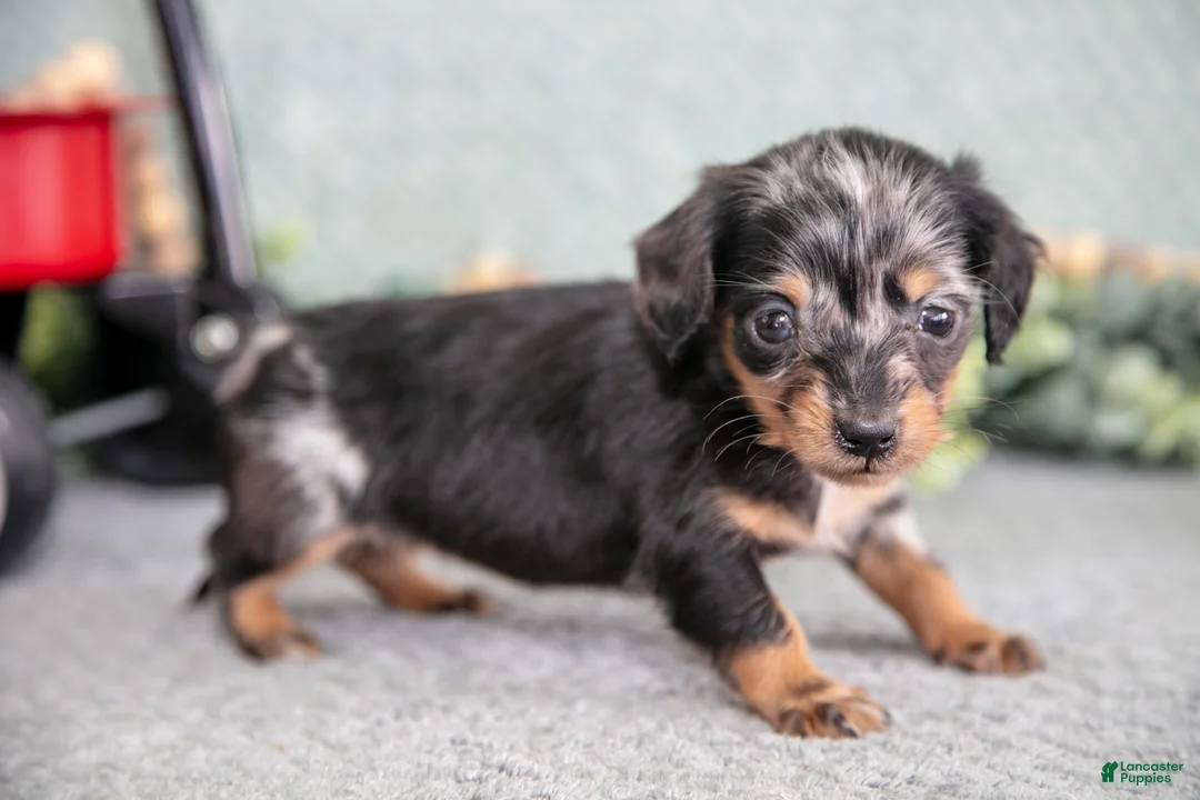Miniature Dachshund dogs for sale: Bitty - Ad 1