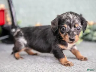 Miniature Dachshund dogs Bitty - Ad 16