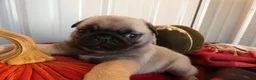 Pug dogs for sale: Pug 1 Tweety - Ad 7