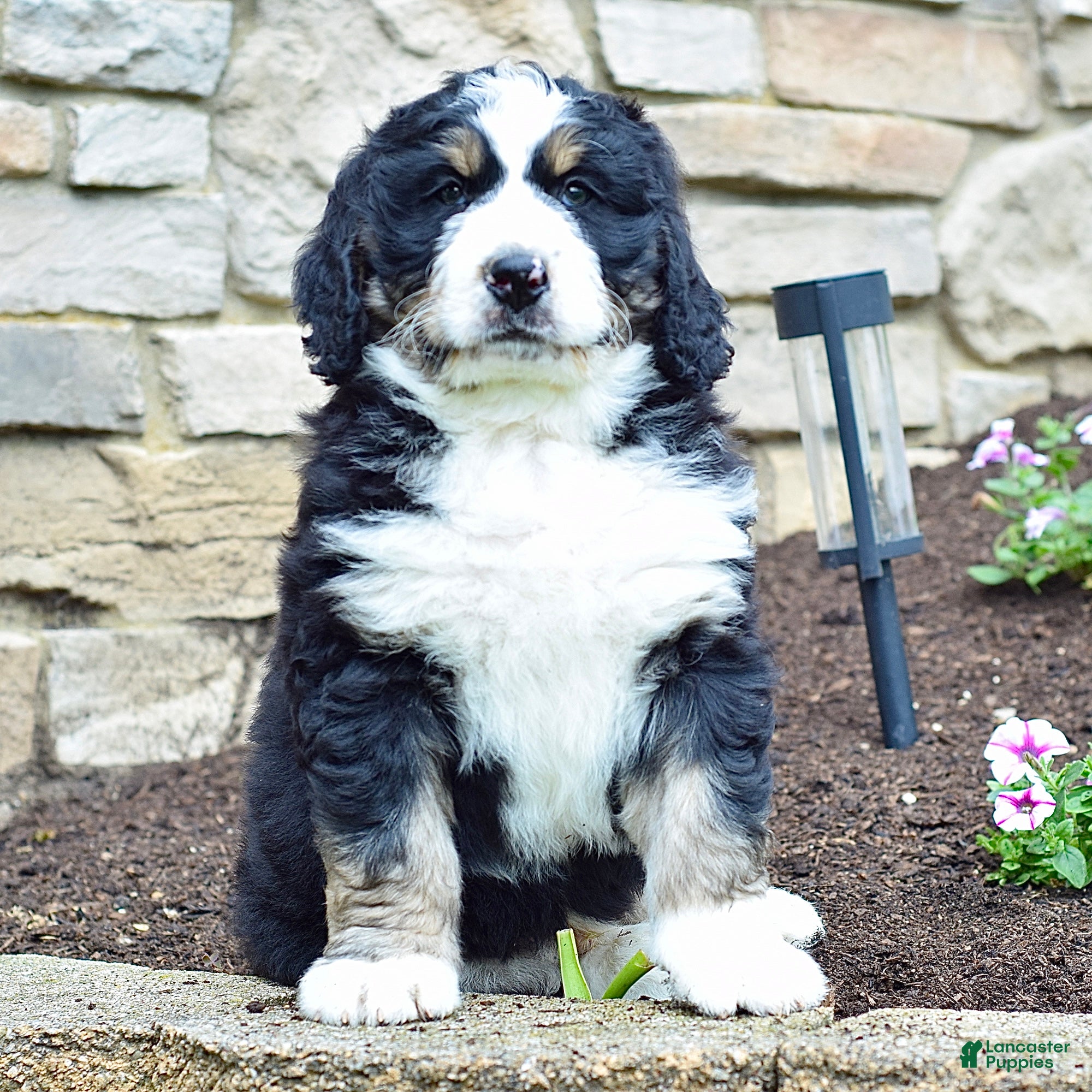 Bernedoodle dogs Mr. Sailor - Ad 1